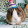 GuineaPigParty