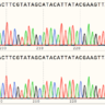 the_WNT_pathway