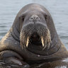 iamthewalrus23