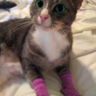 pinkcatsocks