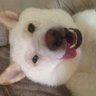 crazyshibalady