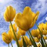 yellow tulip