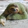 SeductiveSlimySloth