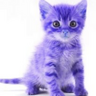 Purplekitty111