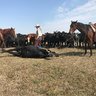 Horses_and_Cows
