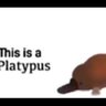 DrPlatypus