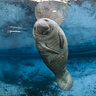 manateeMD
