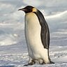Lovely Penguin
