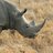 Rhino2667