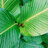 plantmom