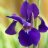 SiberianIris