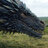 Viserion