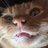 anonymouscat