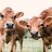 jerseycowlover
