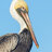 littlebrownpelican