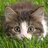 KuriousKitten