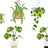 premedmonstera95