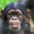 babychimpfiasco