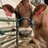 nccowguy