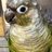 Happy Conure