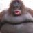affable_dwarf