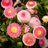 fluffydaisy1