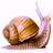 gingersnail