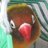 Agape_ornis