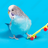 BlueBudgie