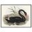 Swanster