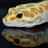 leopardgecko