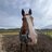 wannabehorsevet