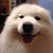 sassysamoyed