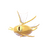 shinymagikarp