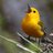 medbird