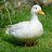 iwantapetduck
