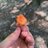 MycologyMD