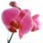 Orchid716