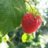Raspberry8
