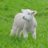 Barking Lamb