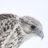 gyrfalcon