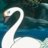 SwanSprinkles