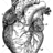 theheartguy526