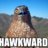 hawkward