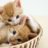 Kittenette