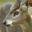 TuftedDeer