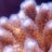 pocillopora