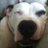 PandathePitBull