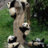 panda monium