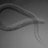 Necator_americanus
